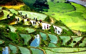 sapa